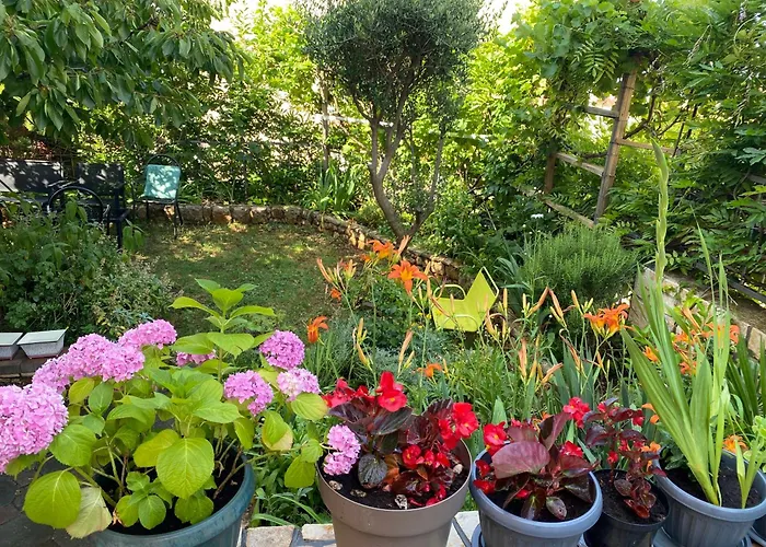 Ally * Цриквеница